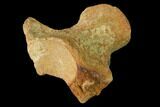 Fossil Mosasaur (Platecarpus) Vertebra - Kansas #136906-2